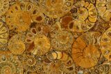 Composite Plate Of Agatized Ammonite Fossils #130572-1
